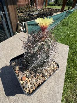 Preview: Astrophytum capricorne